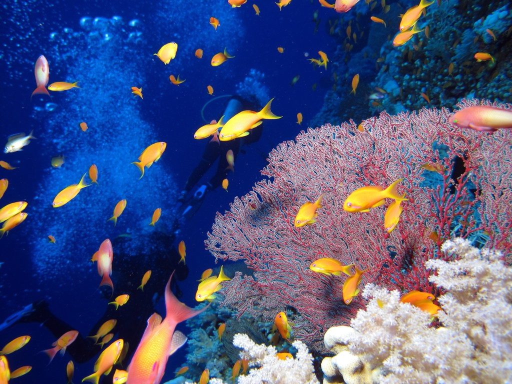Дайвинг, Египет, Красное море, коралловый риф